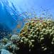 The Wondrous World of Soon-to-be Extinct Coral Reefs [PICS]