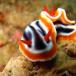 Nudibranchs, The Most Colorful Creatures in the World (PICS)